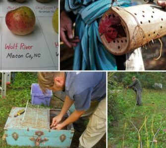 Disease-Resistant Apple Varieties and Bamboo Chicken Carriers Image